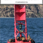 Local Love: 5 Best Things To Do In Orange County with kids this spring featured by popular US Travel Blogger, Style & Wanderlust; photo of spinner dolphin jumping